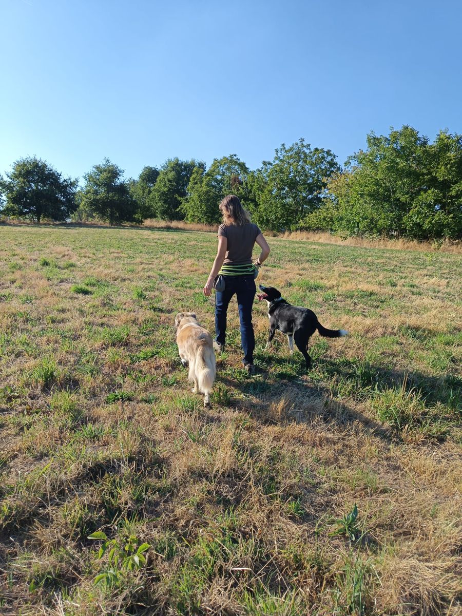 Amélie en balade dans un champ avec deux chiens