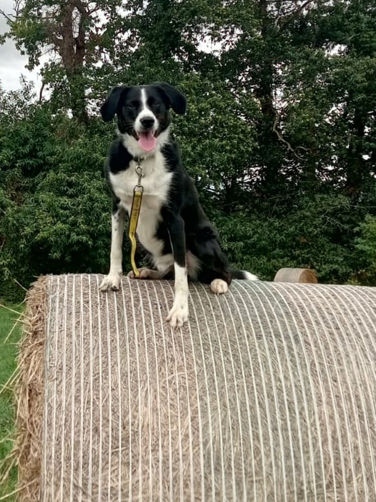 Marley, chien noir et blanc, assis fièrement sur une botte de foin